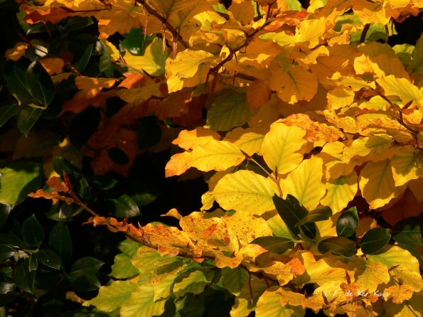 Chant d'automne 2012 (17)